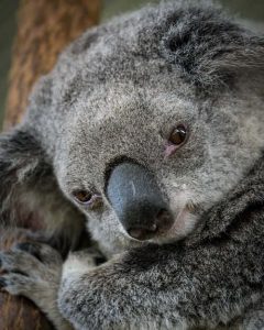 Fires in Arctic and Amazon Outpace 2019's