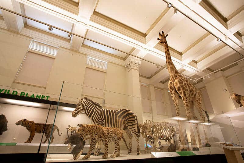 The Australian Museum Reopens - A Rich Life