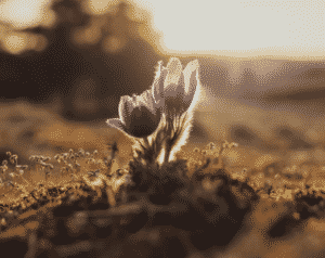 Alcidion (ASX: ALC) Confirms Large Government Contract (After A Weak Quarter)