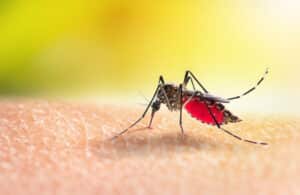 Australia Approves First Malaria Cure