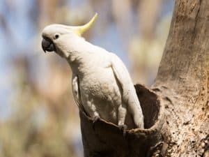 Could Cross-Bench Back Dutton Post-Election 2025?