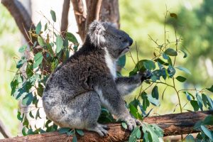 ASX Small Cap Wrap ep3 – Catapult (ASX: CAT) AVA Risk Group (ASX: AVA) & XRF Scientific (ASX: XRF)