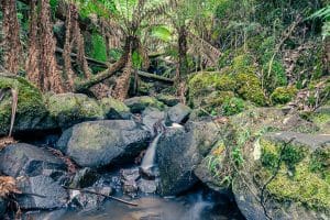 East Coast Australia Family Friendly Road Trip, Part 3: Cairns To Daintree Rainforest