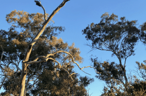 Solar Grazing