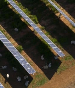 Solar Grazing