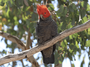 Steadfast (ASX: SDF) Share Price Down CEO Stands Suddenly Aside